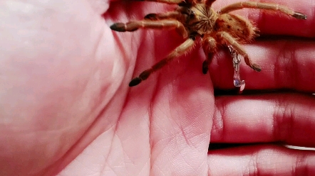 分享一只超漂亮的橙巴布上手(又蜕皮了!)_哔哩哔哩_bilibili