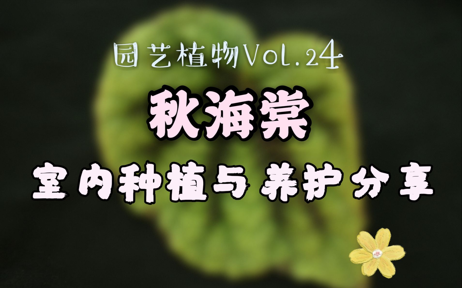 【园艺植物Vol.24】春夏之交,来种一盆秋海棠吧!种植攻略整理~哔哩哔哩bilibili