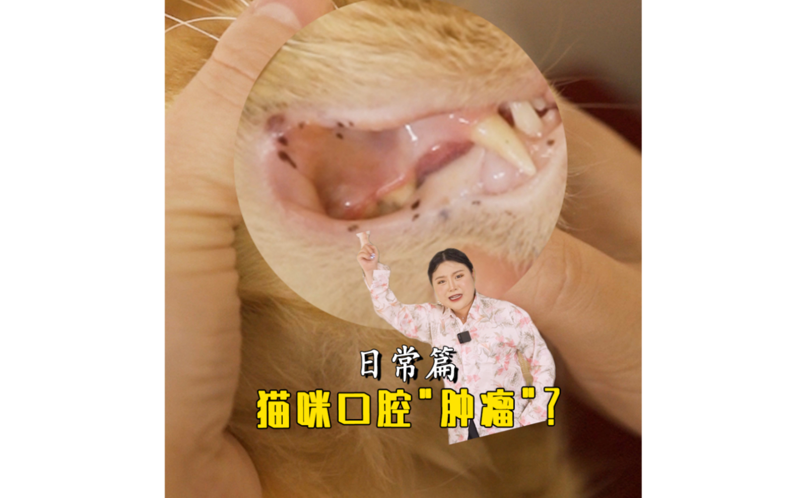 猫家长问过的问题有多奇葩?别再焦虑啦!哔哩哔哩bilibili