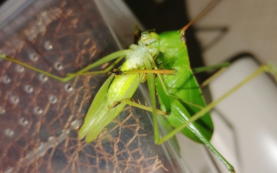 帆翅似织螽猎杀大刀螳螂