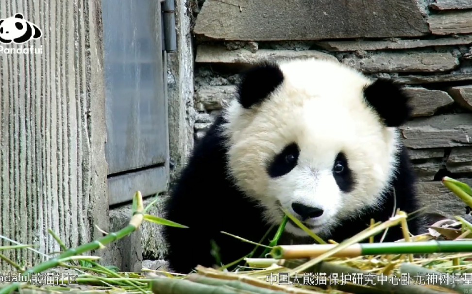 冰宝(冰坨坨)思考熊生:煤大舅说中心的男熊一定要甜美可人,我要怎样才能散发自己的魅力呢?哔哩哔哩bilibili