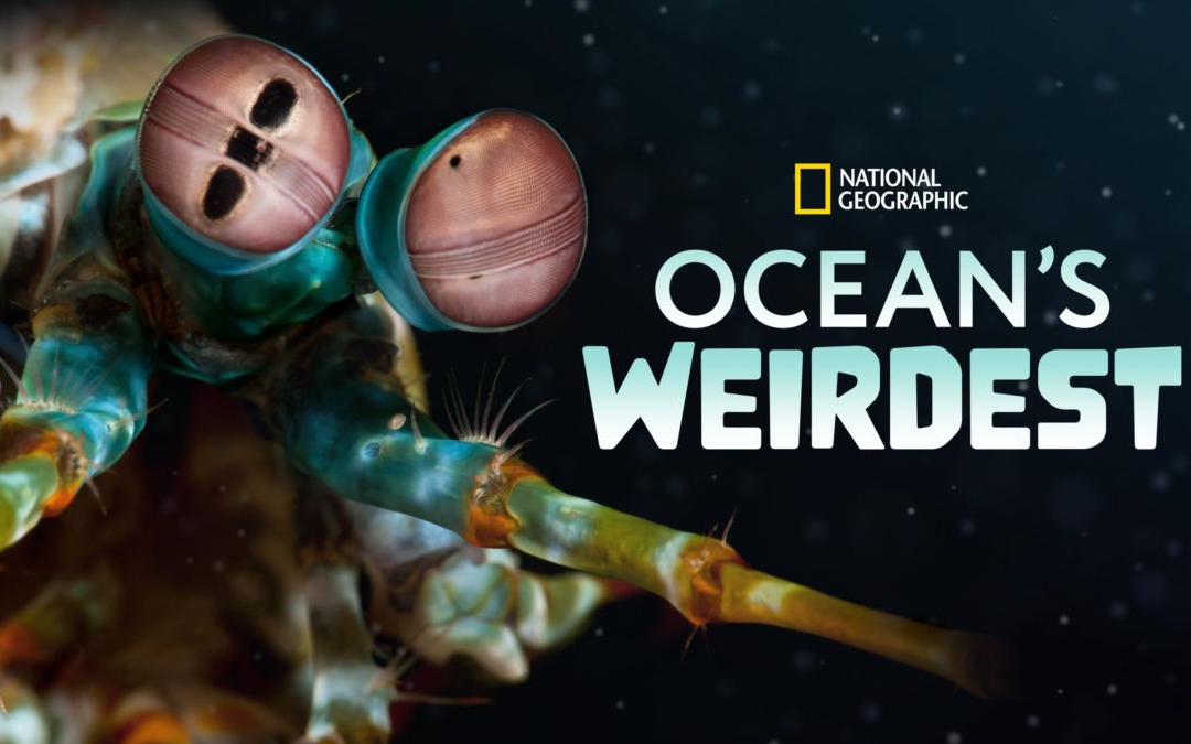 [图]海洋异物志 第一季全三集 Oceans Weirdest