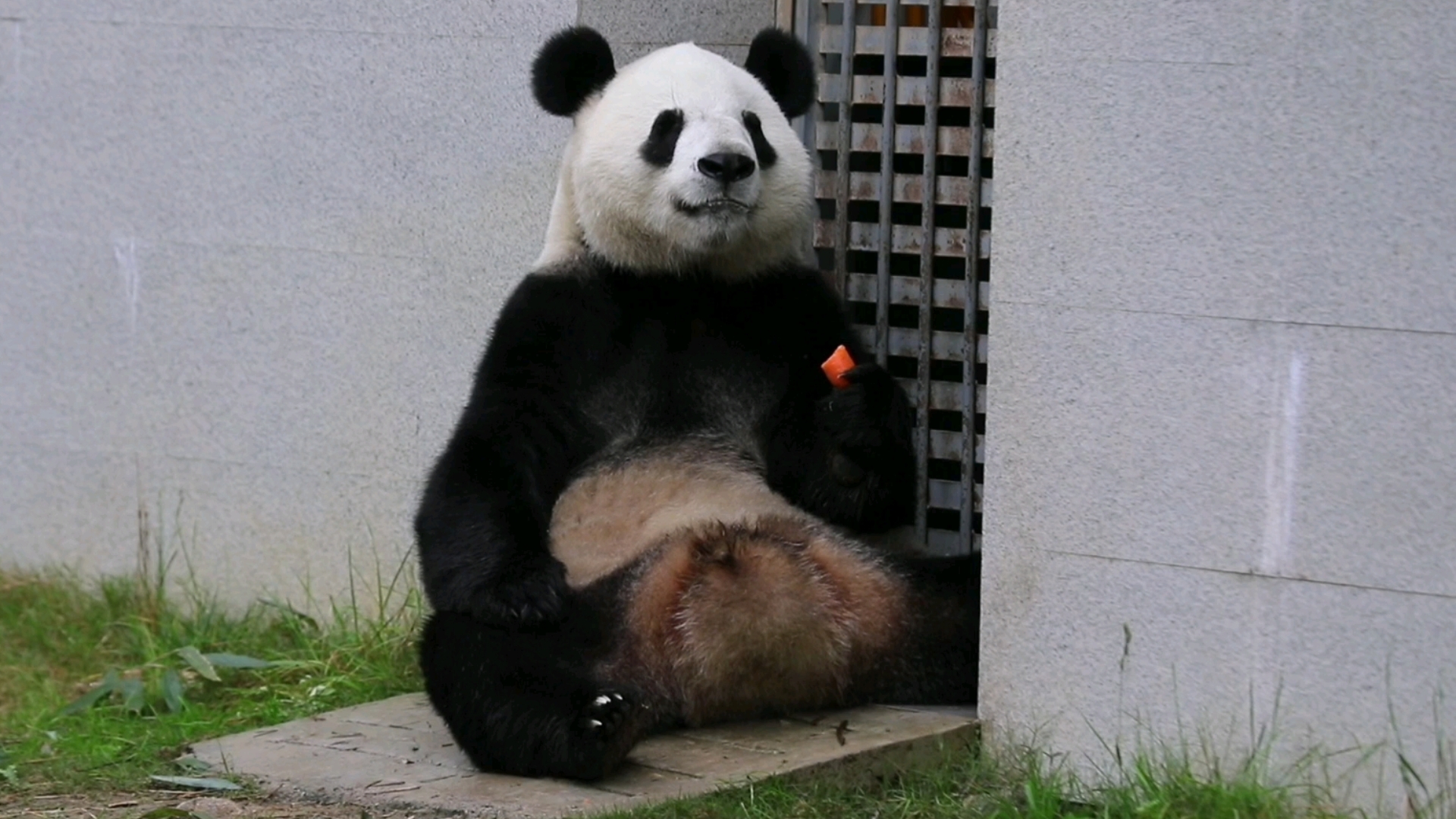 准备下班,佳佳喜提胡萝卜【佳佳】2311