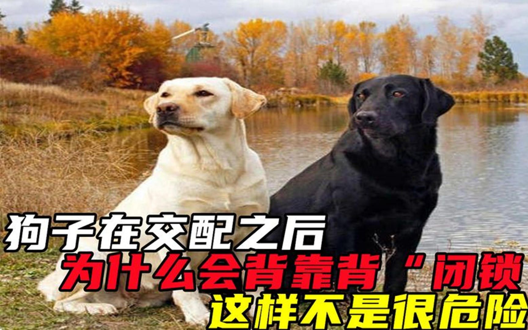 [图]狗子在交配之后，为何会背靠背“闭锁”起来，这样不是很危险吗？