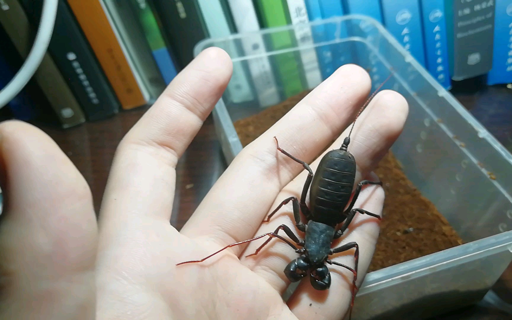 【谢廖沙】关于鞭蝎的一些事情_哔哩哔哩 (゜-゜)つロ 干杯~-bilibili