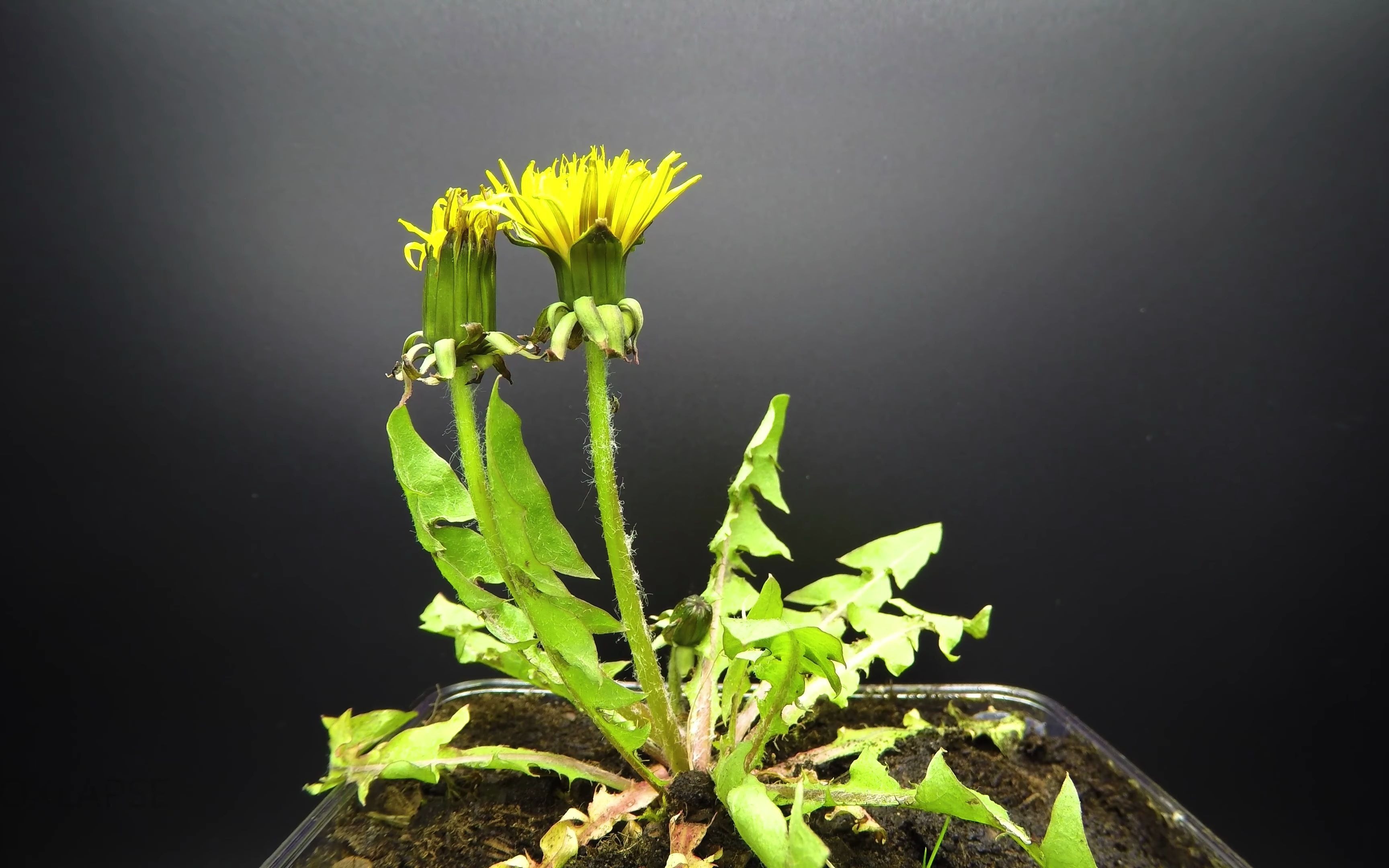 [图]一周蒲公英从开花到飞走延时 Dandelion Flower To Seedhead Timelapse - 1 Week