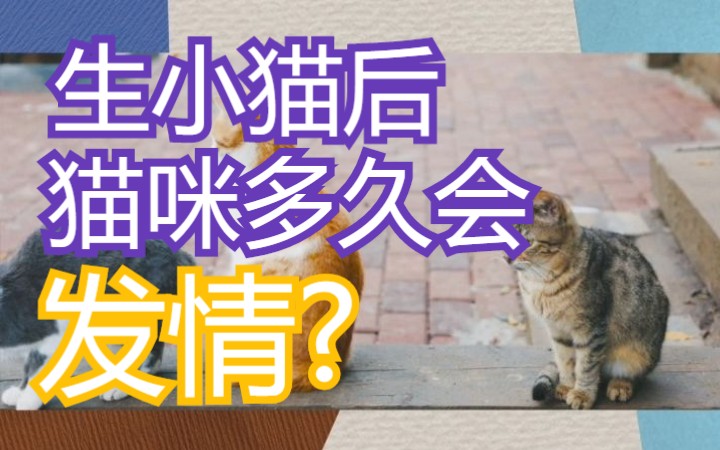 生小猫后,猫咪多久会发情?哔哩哔哩bilibili