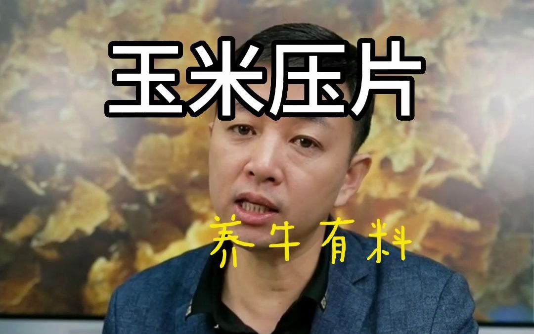 养牛有料之玉米压片哔哩哔哩bilibili