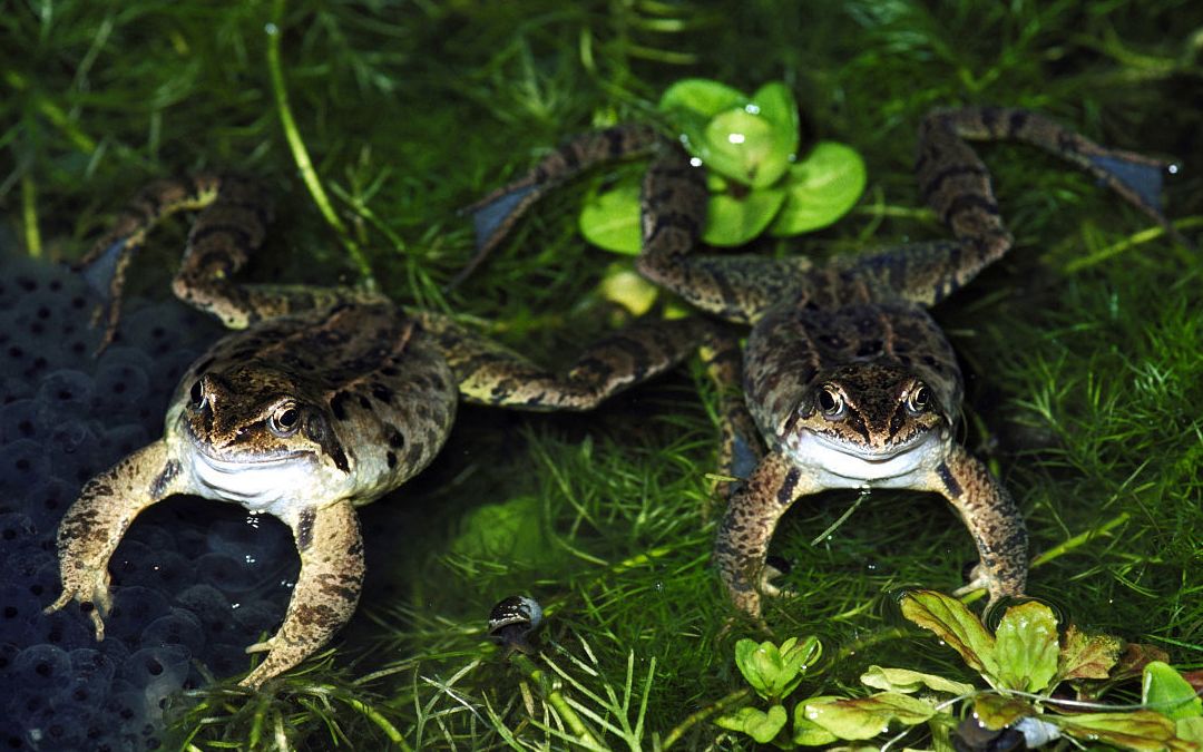 林蛙养殖技术大全 林蛙养殖技术资料_哔哩哔哩 (゜-゜)つロ 干杯