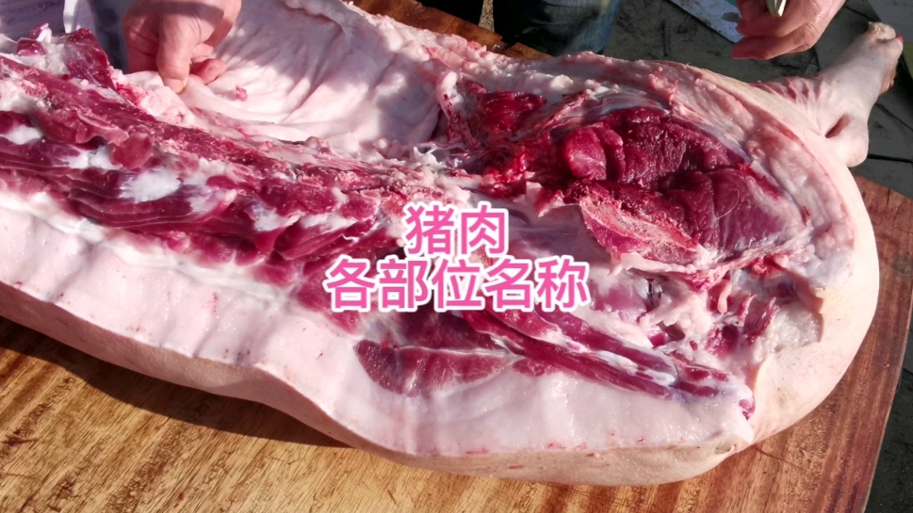 详细介绍猪肉哔哩哔哩bilibili