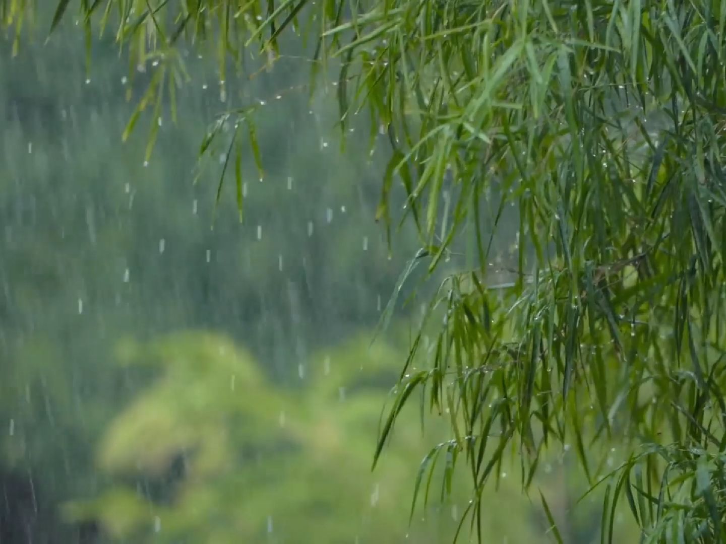 你是隐居山林的名士,今日在竹林听雨,研习诗词歌赋哔哩哔哩bilibili