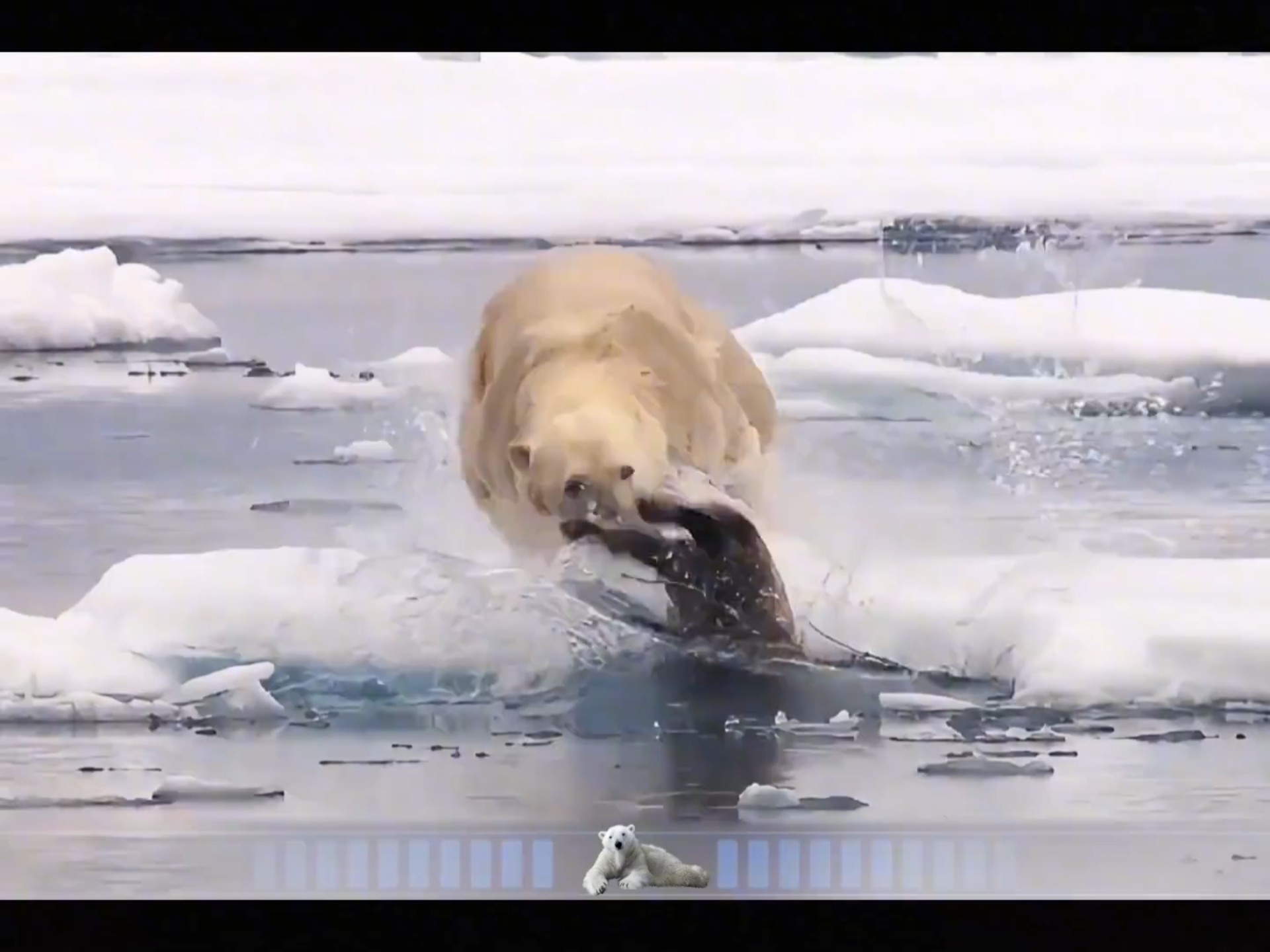 北极熊捉海豹,方向不对努力白费