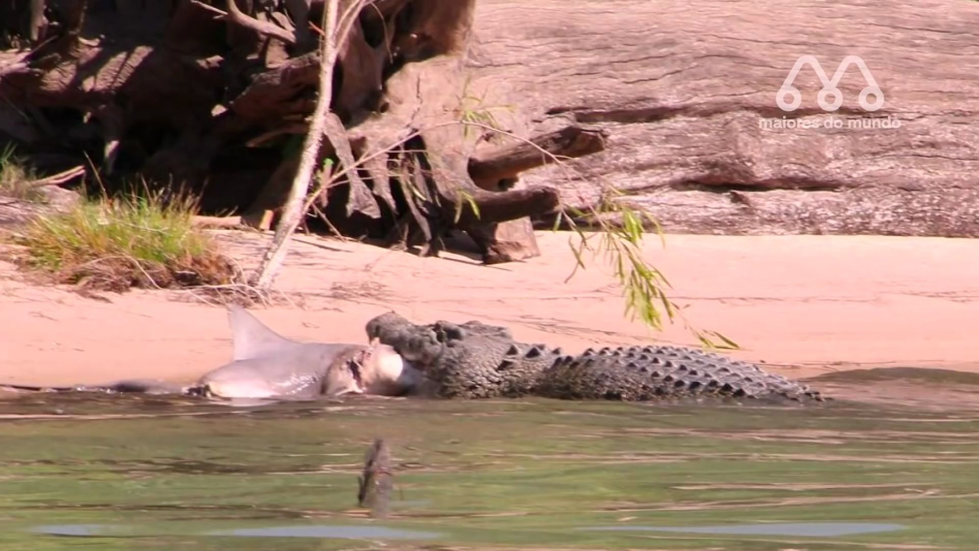 湾鳄捕食牛鲨美洲鳄捕食海龟