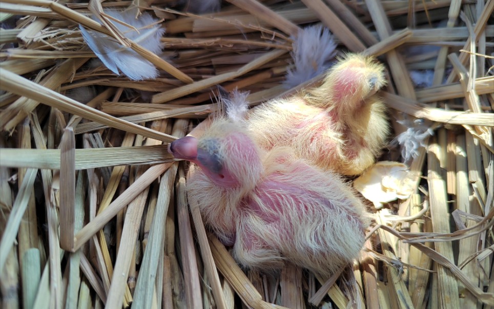 意外惊喜,小鸽子出壳了,有的也在啄壳,希望它们都能健康长大