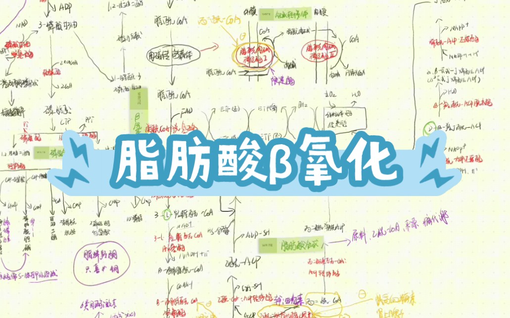 脂肪酸𐧥Œ–|能量计算|肉碱转移体系哔哩哔哩bilibili