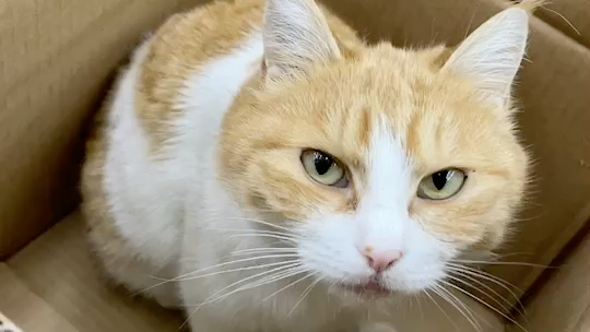 橘子喵(=^111611^=)