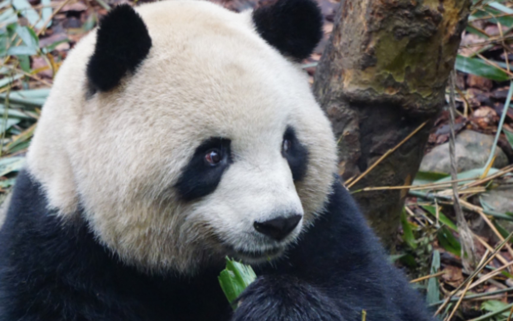 【梅兰肉肉】肉嘟嘟被游客小姐姐的兔耳帽子吸引了