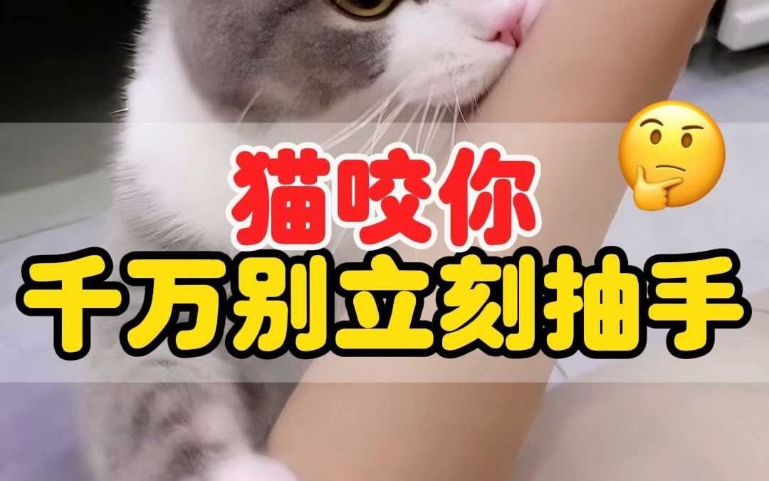 猫咬你怎么办?超有效的一招赶紧用起来哔哩哔哩bilibili