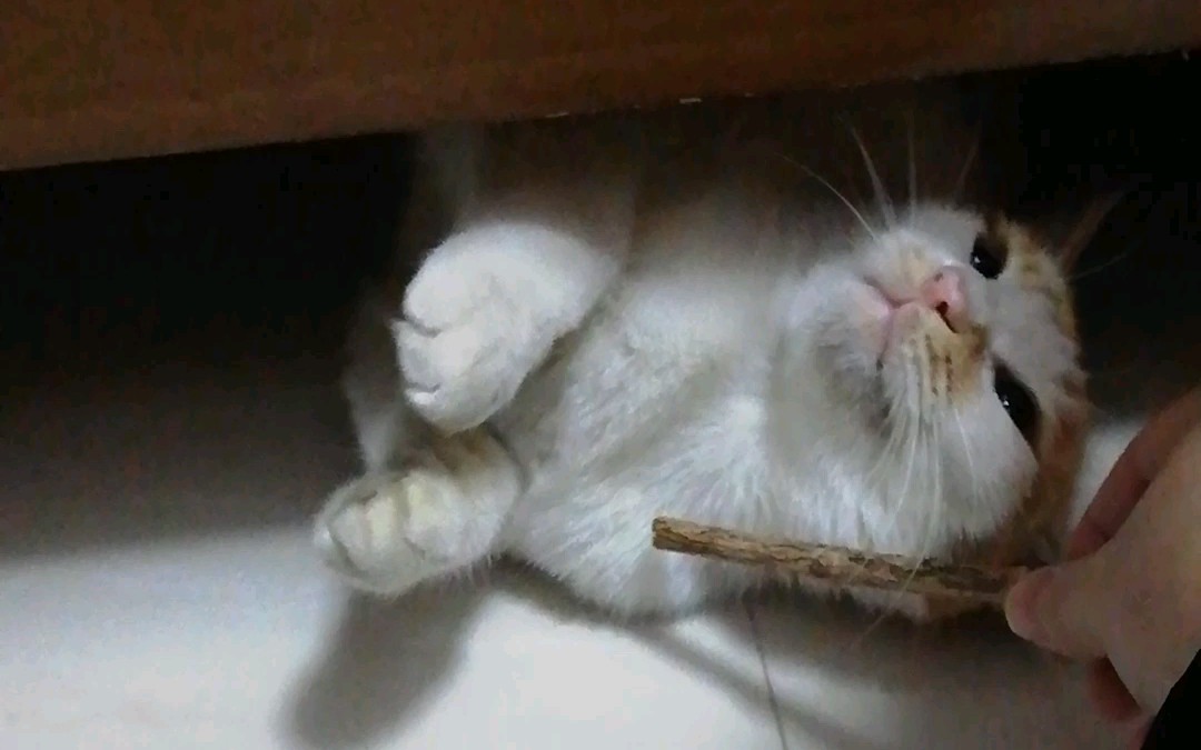 【橘猫】诱猫大法好…………真香_哔哩哔哩 (゜-゜)つロ 干杯~-bili