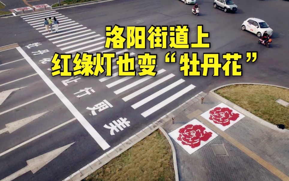 活动作品来洛阳轧马路不连红绿灯都是牡丹