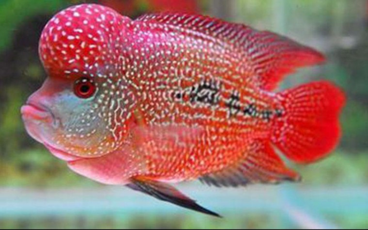 迷你鹦鹉鱼罗汉鱼混养