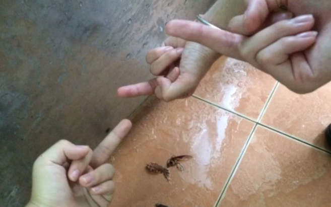 高一女生宿舍打蟑螂现状_哔哩哔哩_bilibili