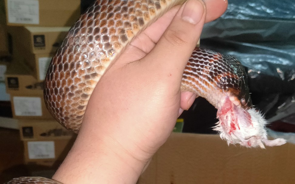 巨型赤链蛇上手吃鼠