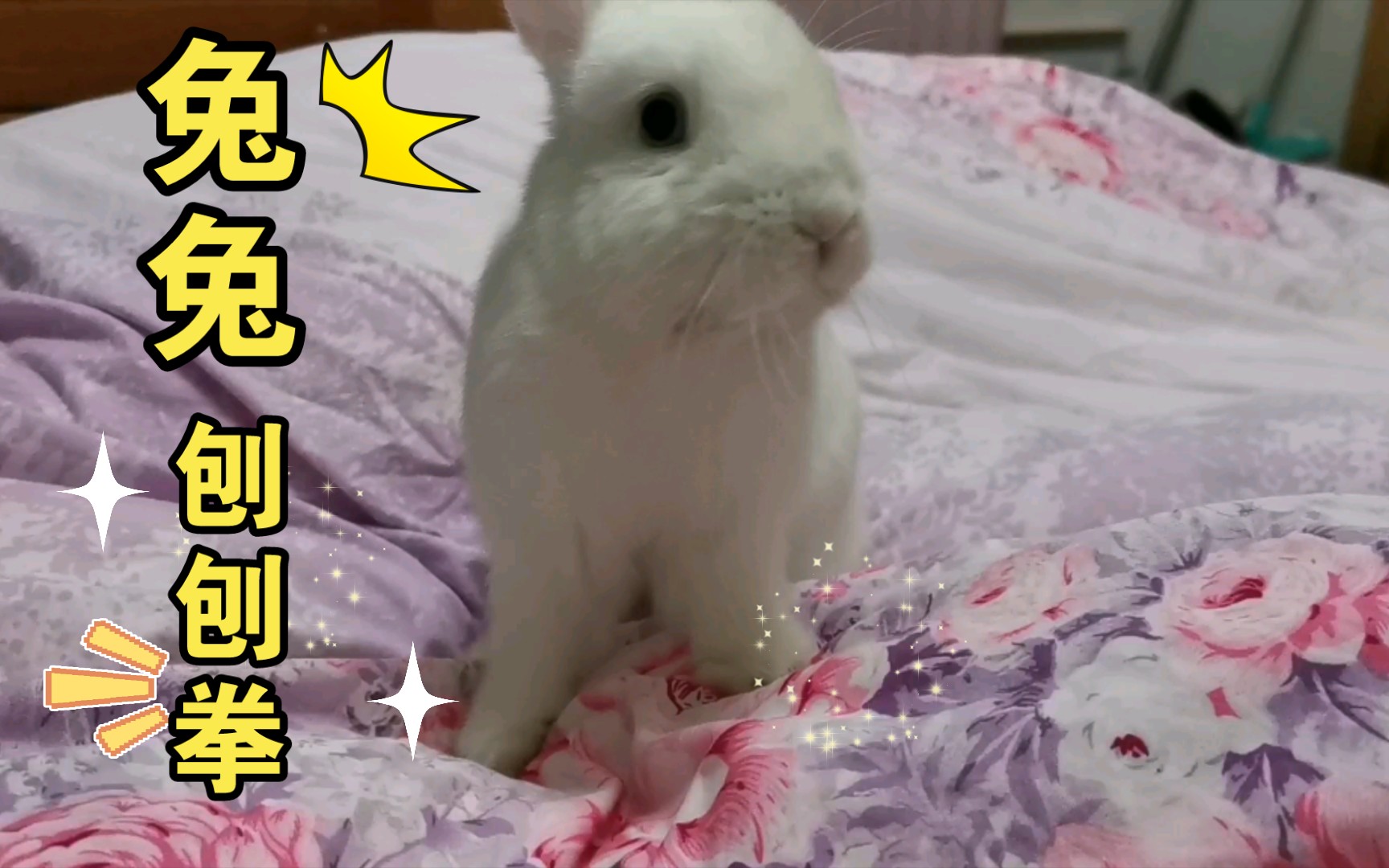 兔子兔兔在线表演兔兔拳刨个不停大约是它的天性