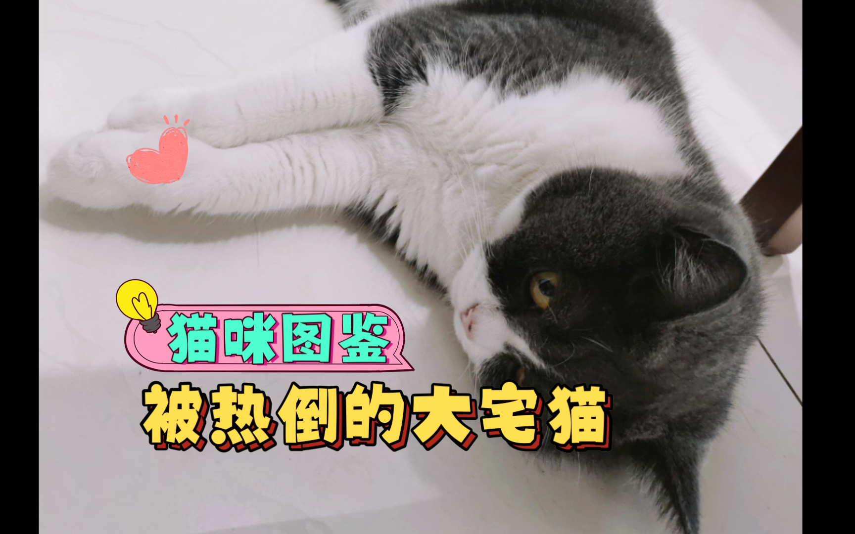 被热倒的大宅猫【萌宠】【蓝白猫】