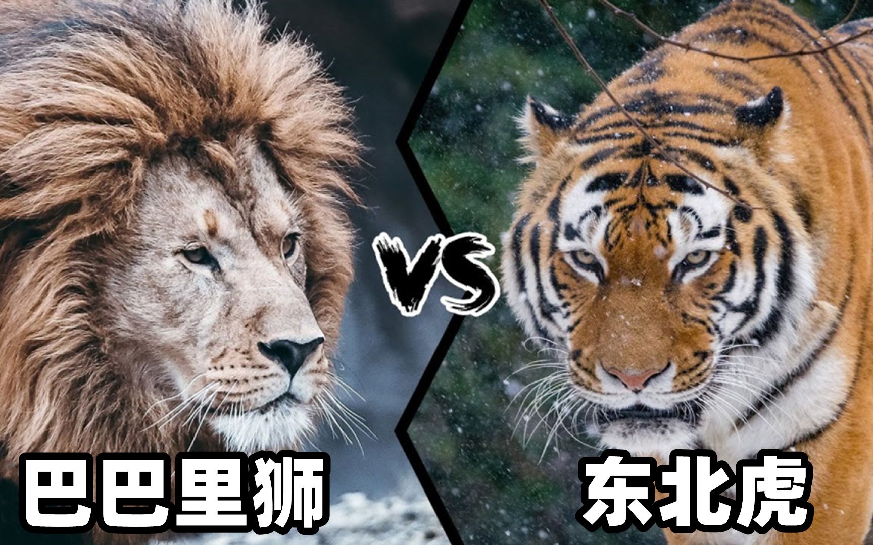 活动  东北虎vs巴巴里狮,谁才是曾经的猫科一哥?