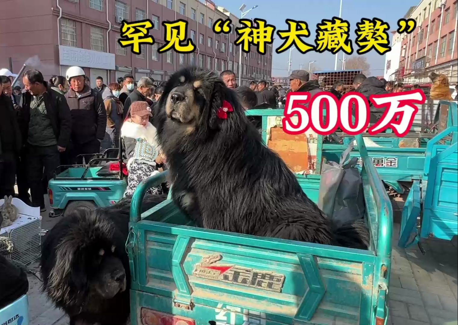 农村大集惊现"天价藏獒"惹来路人围观拍照,给500万都没卖,可惜了