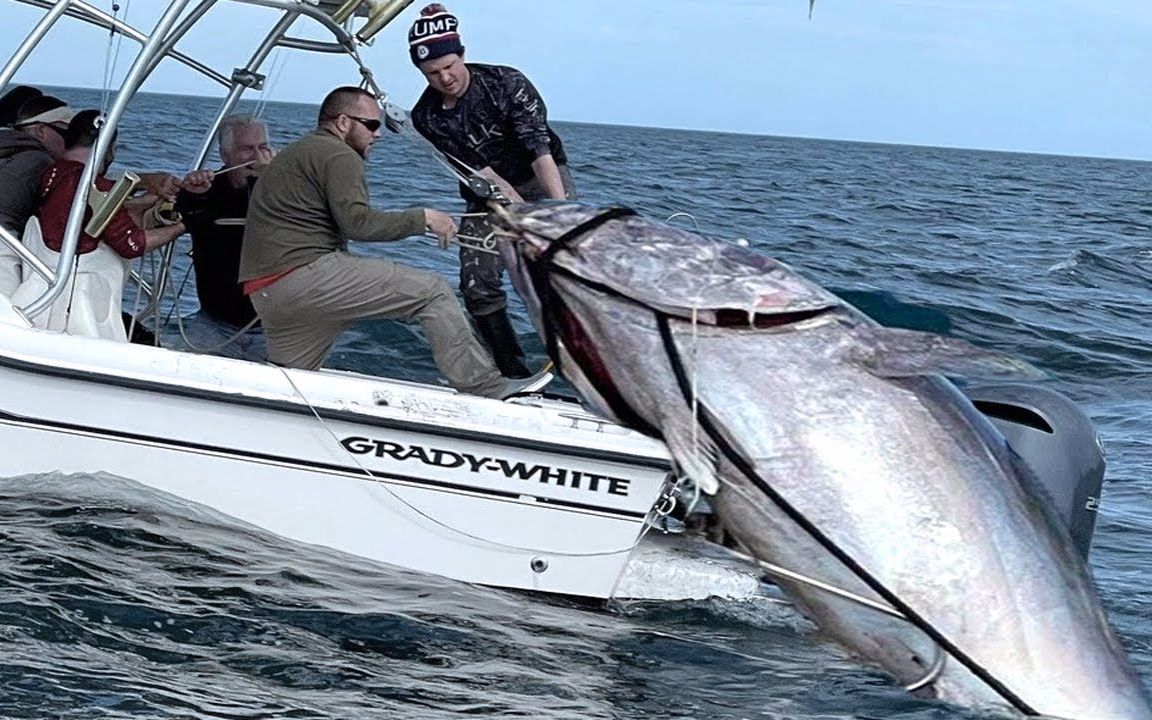 国外深海捕捞大型金枪鱼鱼比船还大已经超过两百斤个头很过瘾