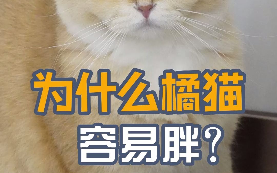 为什么橘猫容易胖?看完才发现这肉长的不冤!哔哩哔哩bilibili