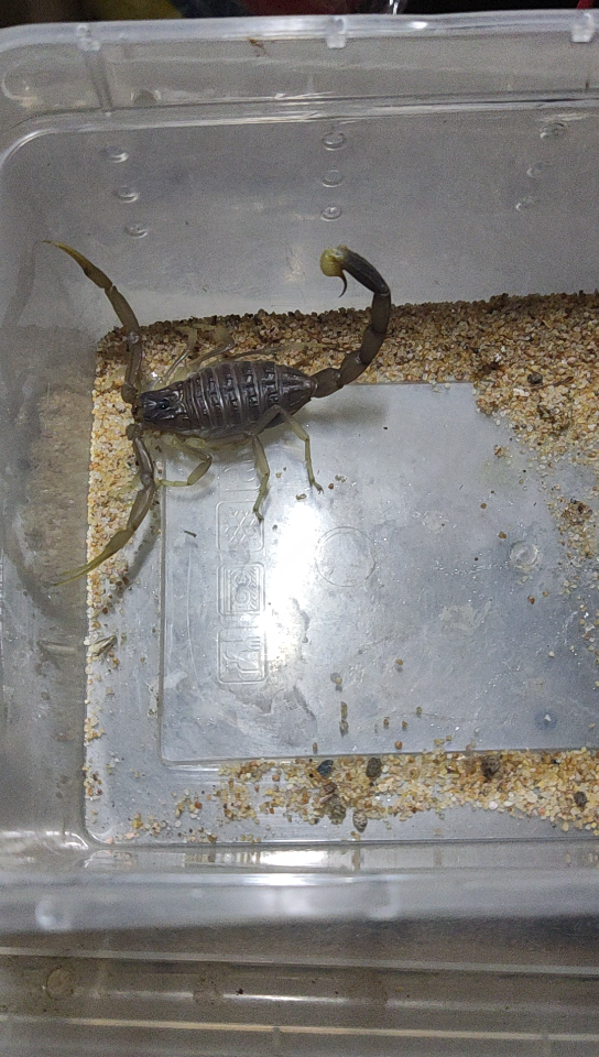 约旦滑尾钨金蝎