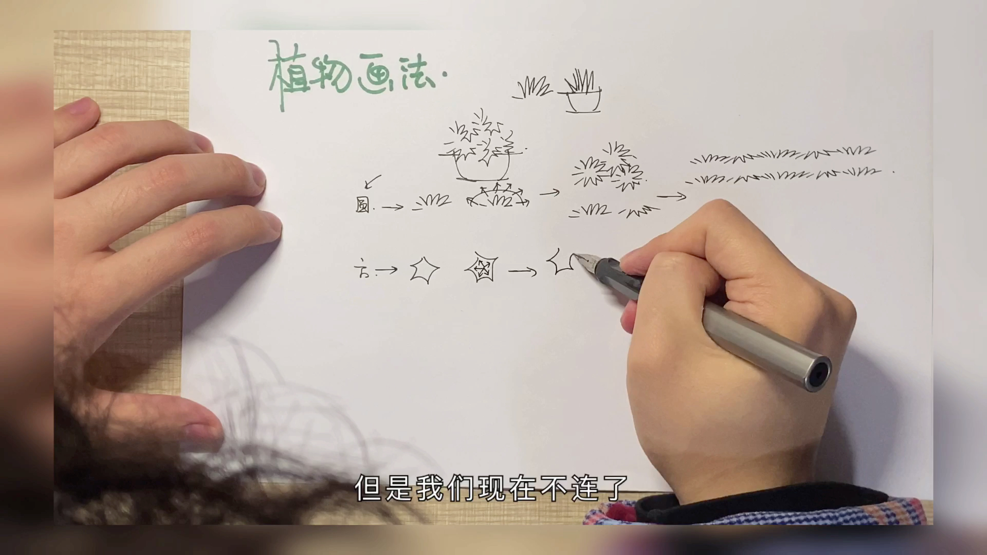 最简单的植物画法抖线该怎么练习呢