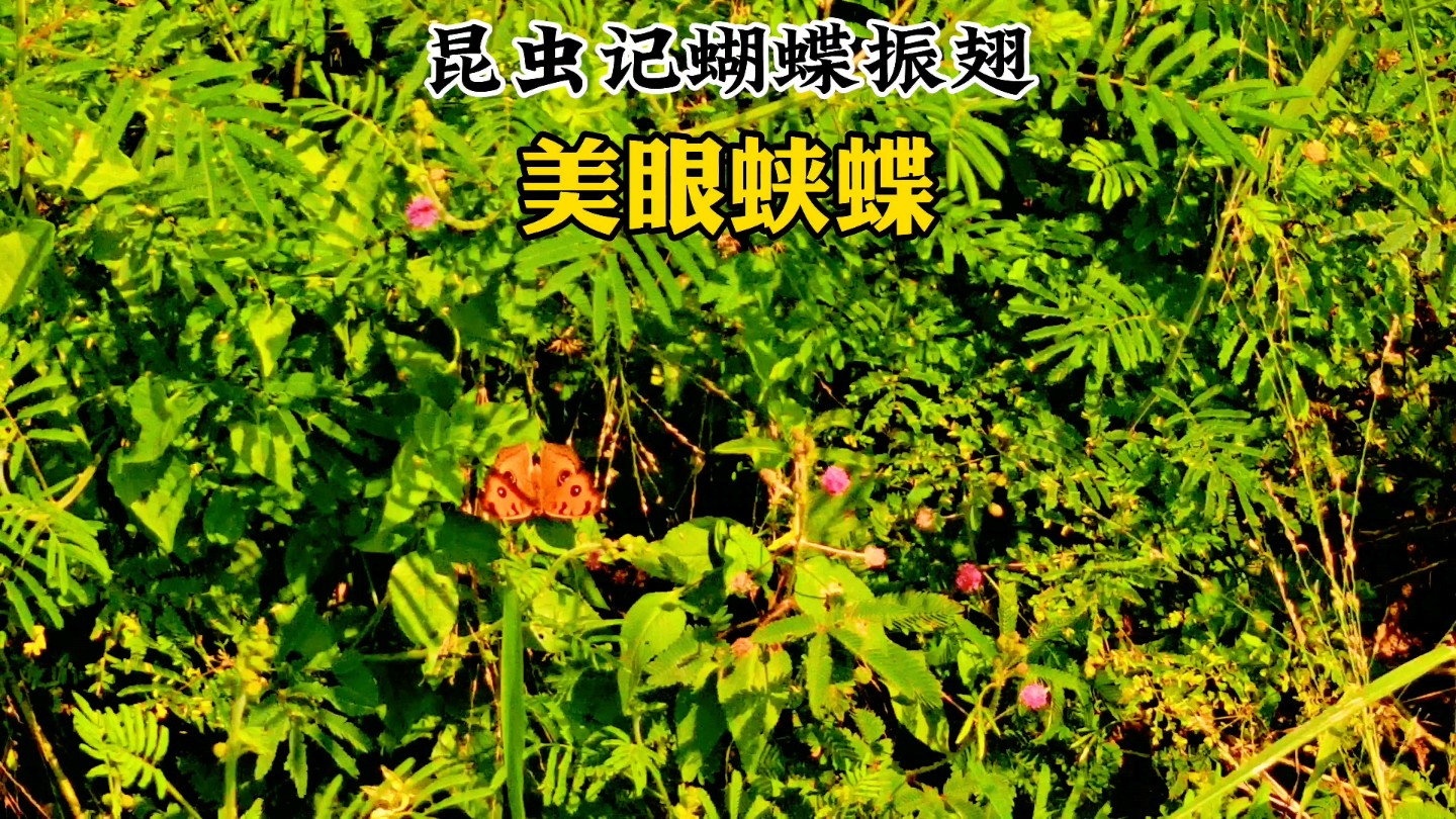 昆虫记蝴蝶飞舞好看的美眼蛱蝶哔哩哔哩bilibili