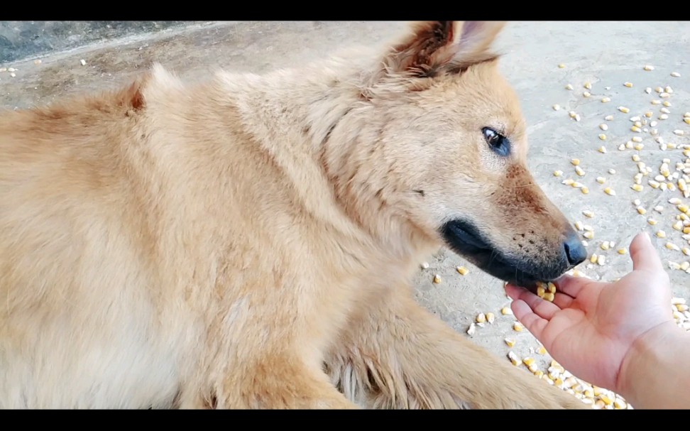 【中华田园猪】吃玉米的来福