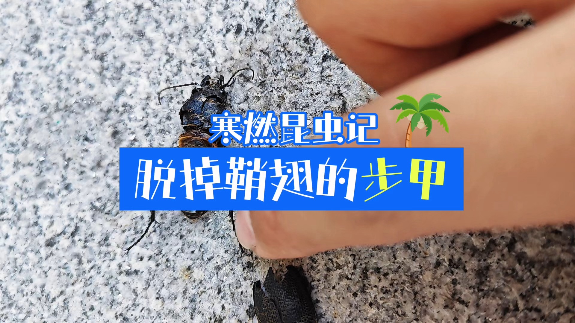 脱掉鞘翅的步甲