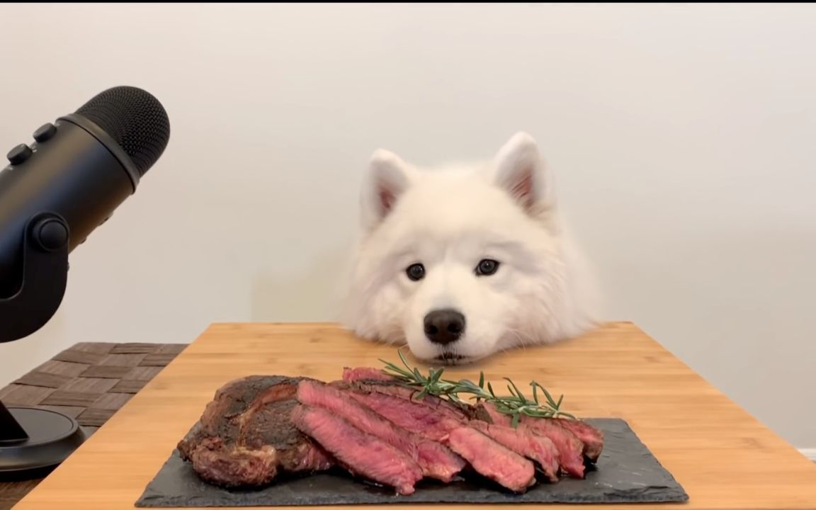 超治愈的吃播秀,狗狗第一次吃牛排【mochamilk】