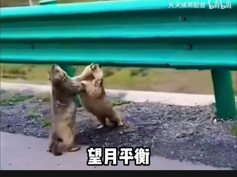 【本能哲学】最新视频已上线,快来围观!