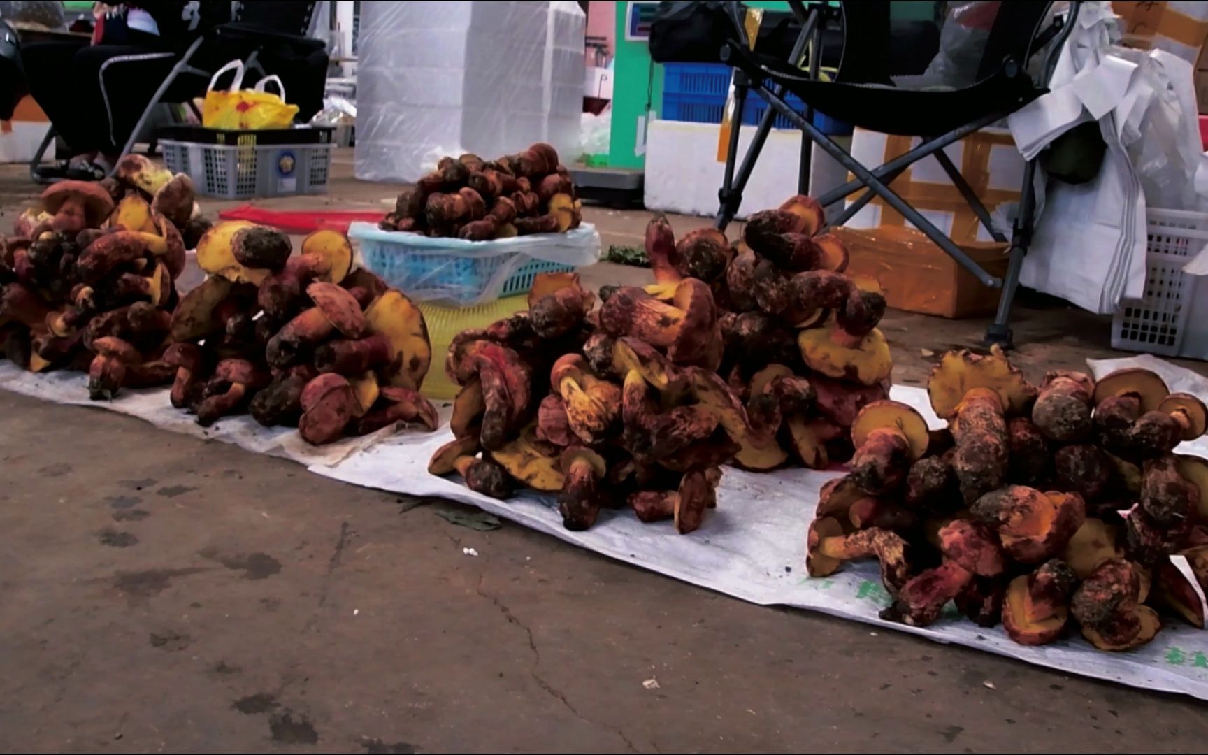 云南——野生菌王国