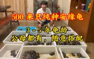 500来只纯种皖南安缘龟，3-5龟龄，公母都有-随意搭配#黄缘闭壳龟 #安缘龟 #适合全国各地饲养