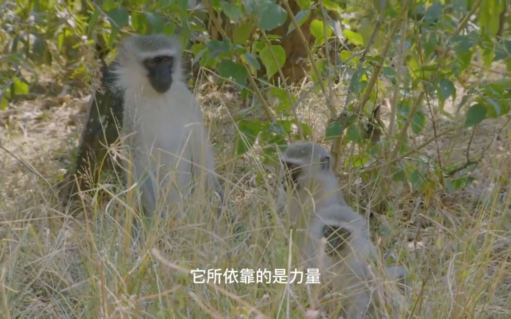 灵长:雄狒狒刚交配完事,就瞧见雌猴背对着小狒狒,上去就一暴打哔哩哔哩bilibili