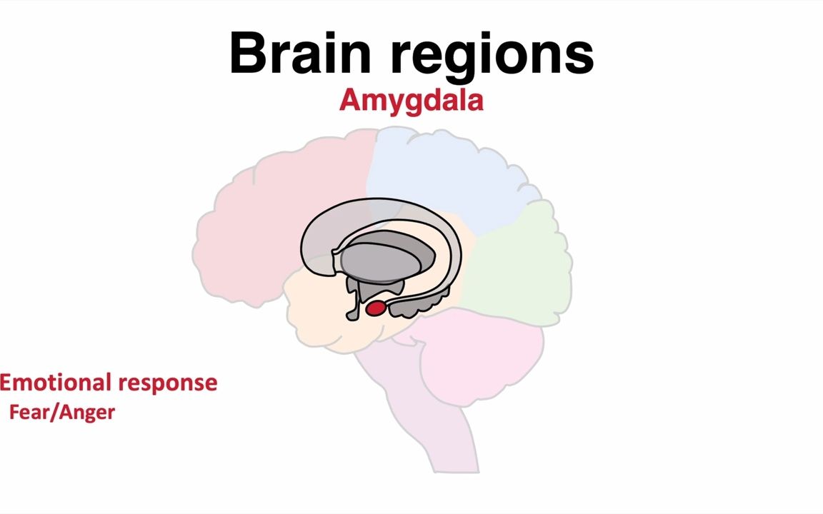 [图]生物医学教程 | 大脑解剖区域图谱 | 脑区功能(解剖) Functions of Brain regions (anatomy)