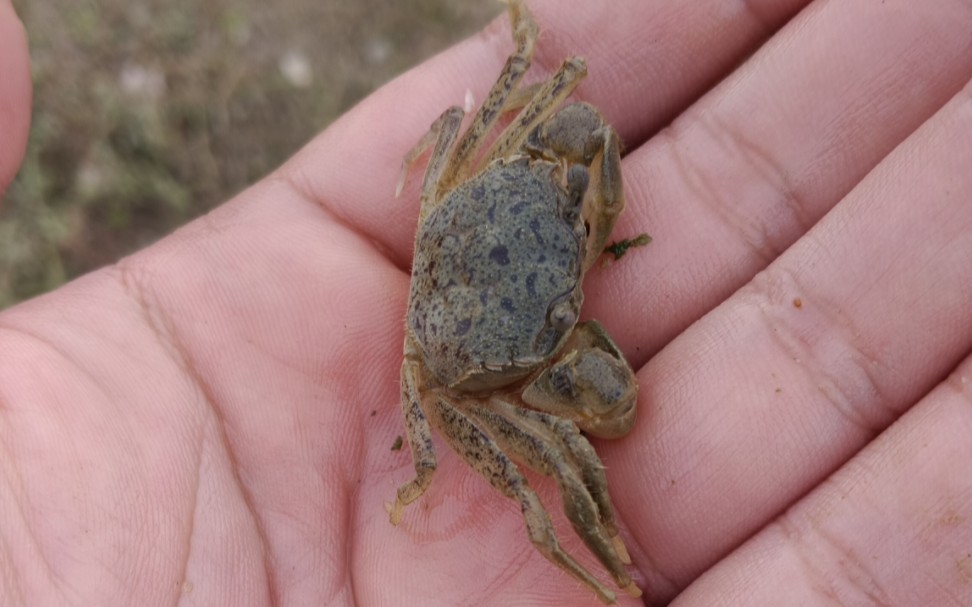 上海奉贤海滩野采的 日本拟厚蟹(helicana japonica)
