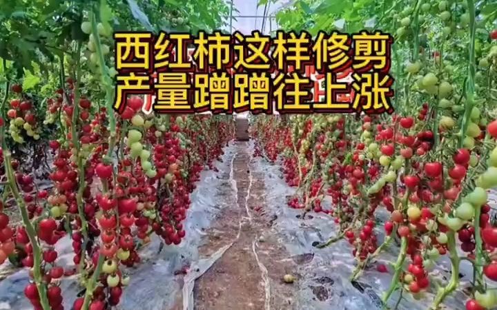 西红柿学会正确修剪,产量蹭蹭往上涨!哔哩哔哩bilibili