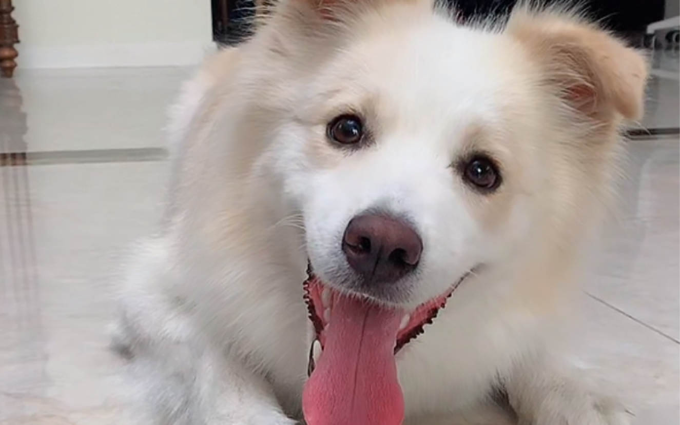 8.30边牧贝拉下午在家里的直播,玩飞盘聊天