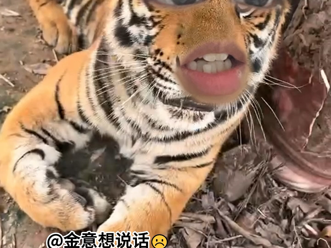 这是老虎还是小猫?看眼神像大学生