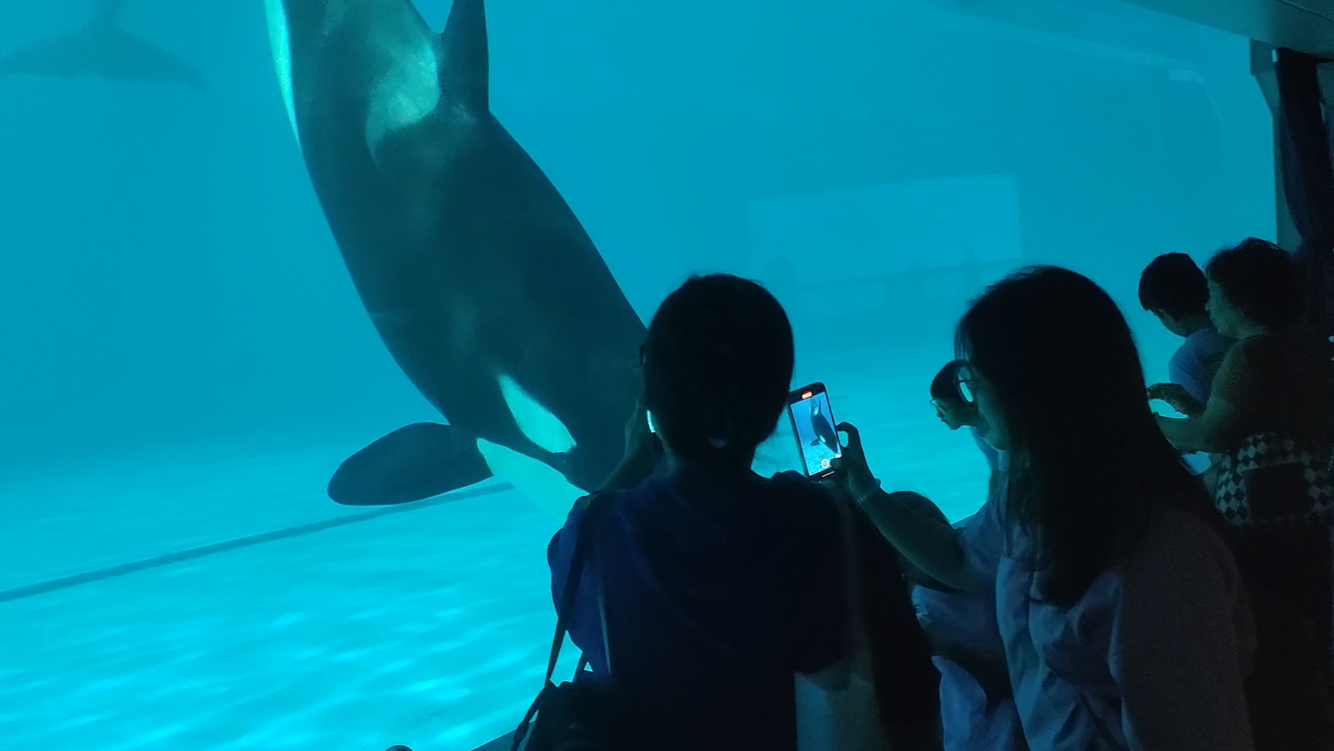 喜欢和孩子互动的长隆虎鲸