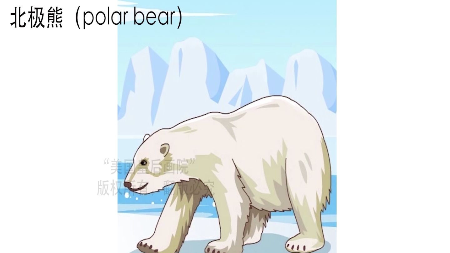 动物篇 — 北极熊